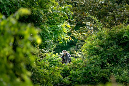 Gray Monkey Sitting on Green Tree