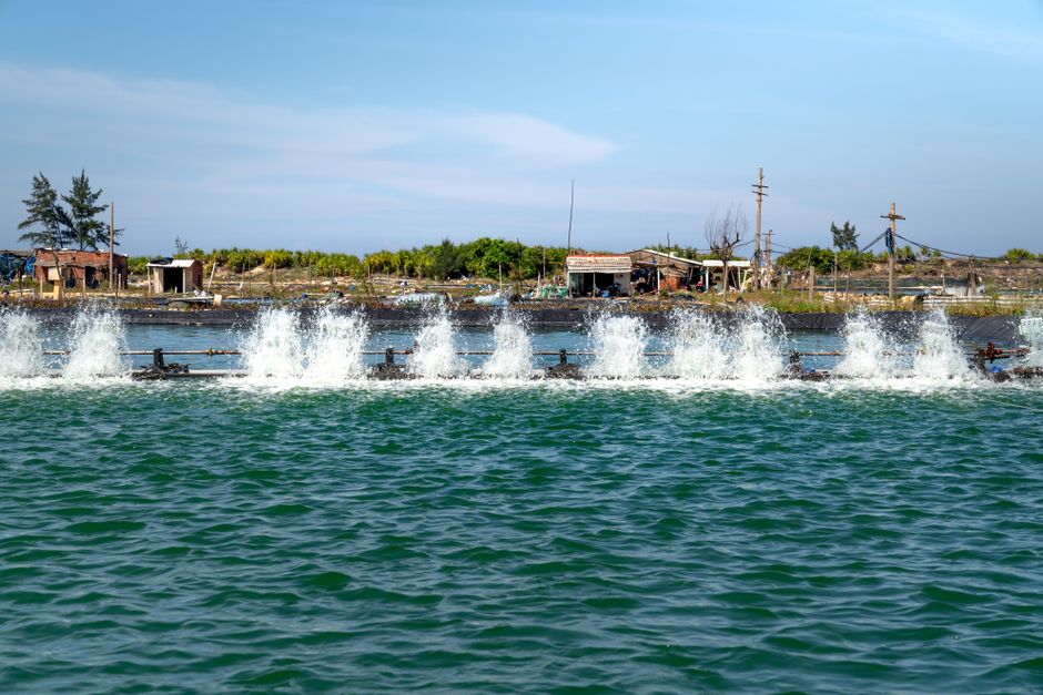 Fisheries and Aquaculture illustration
