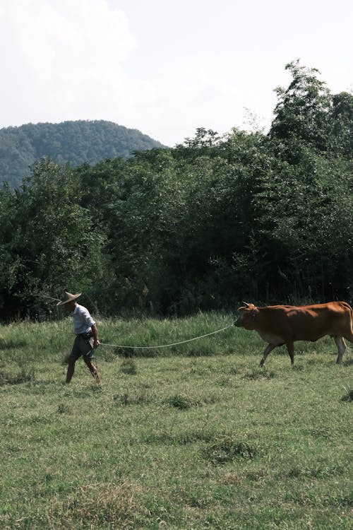 Základová fotografie zdarma na téma farma, farmář, hospodářská zvířata