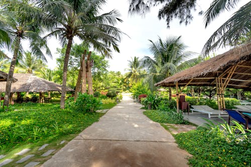 Footpath in a Tropical Garden with Thatched Roofs and Palm Trees