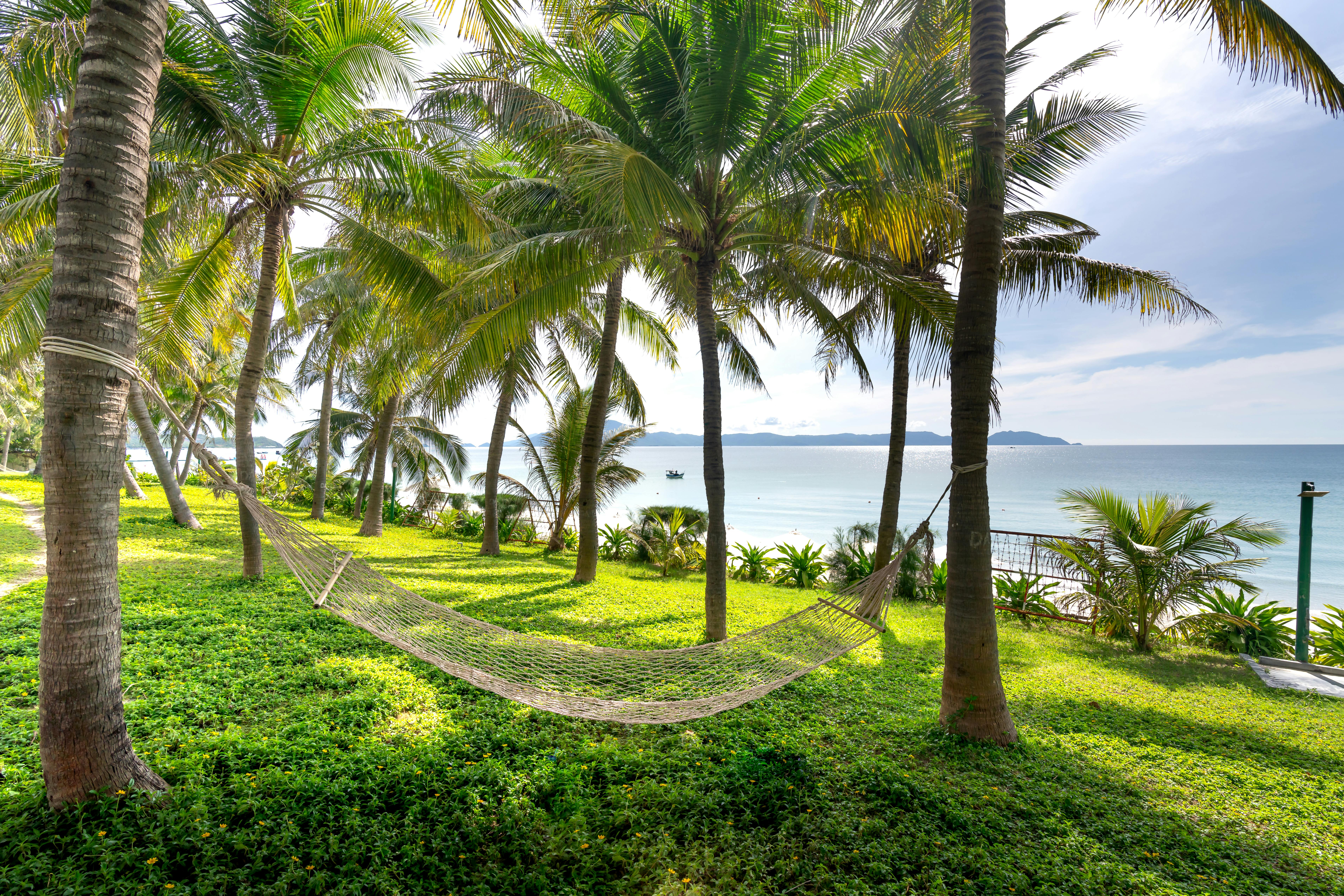 Photograph of a Hammock Between Palm Trees · Free Stock Photo