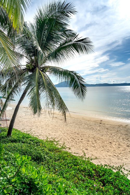 Coconut Trees Beside the Beach Shore