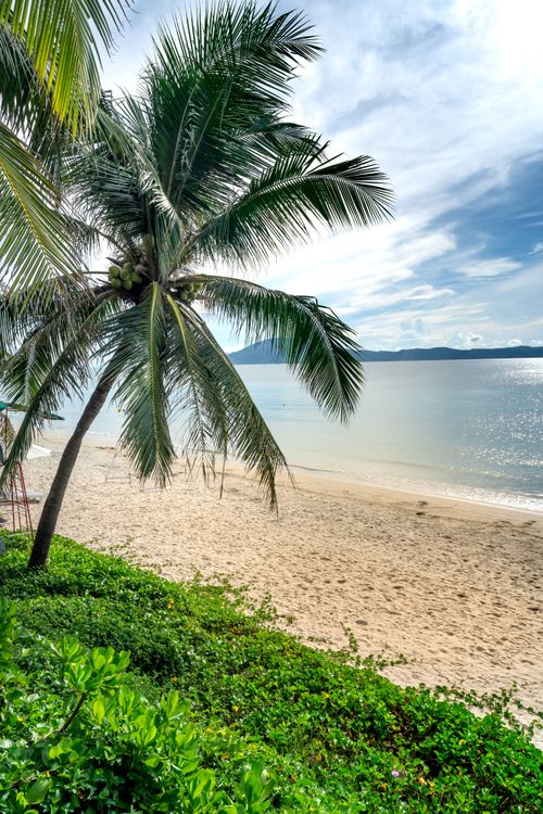 Free Serene tropical beach scene with coconut palm and calm sea ideal for summer travel promotions. Stock Photo