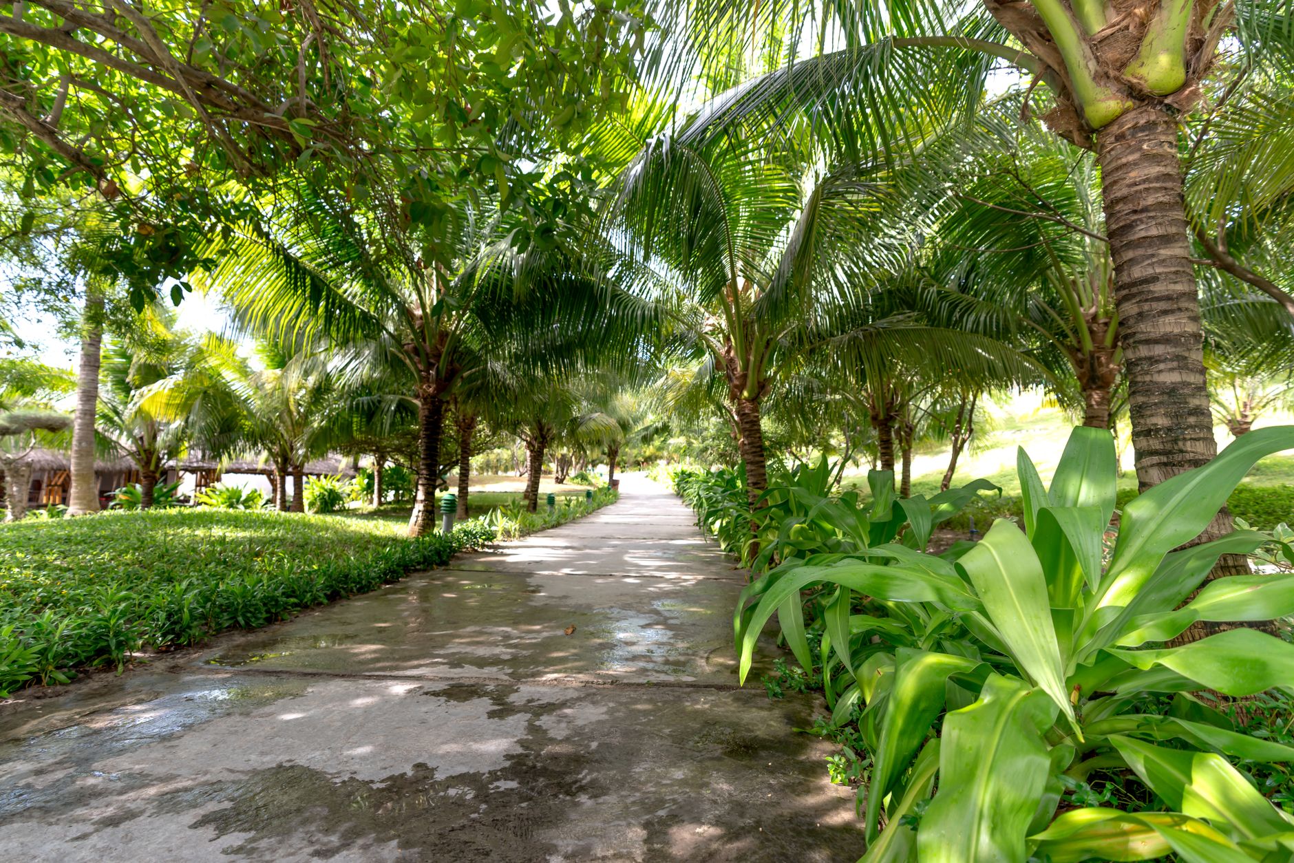 Explore a tranquil walkway surrounded by lush palm trees in a tropical garden setting.