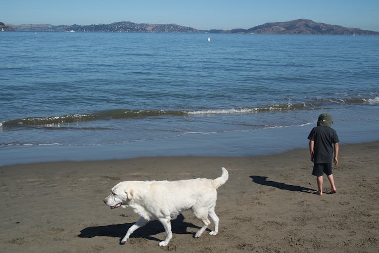 Dog And Boy On Beach