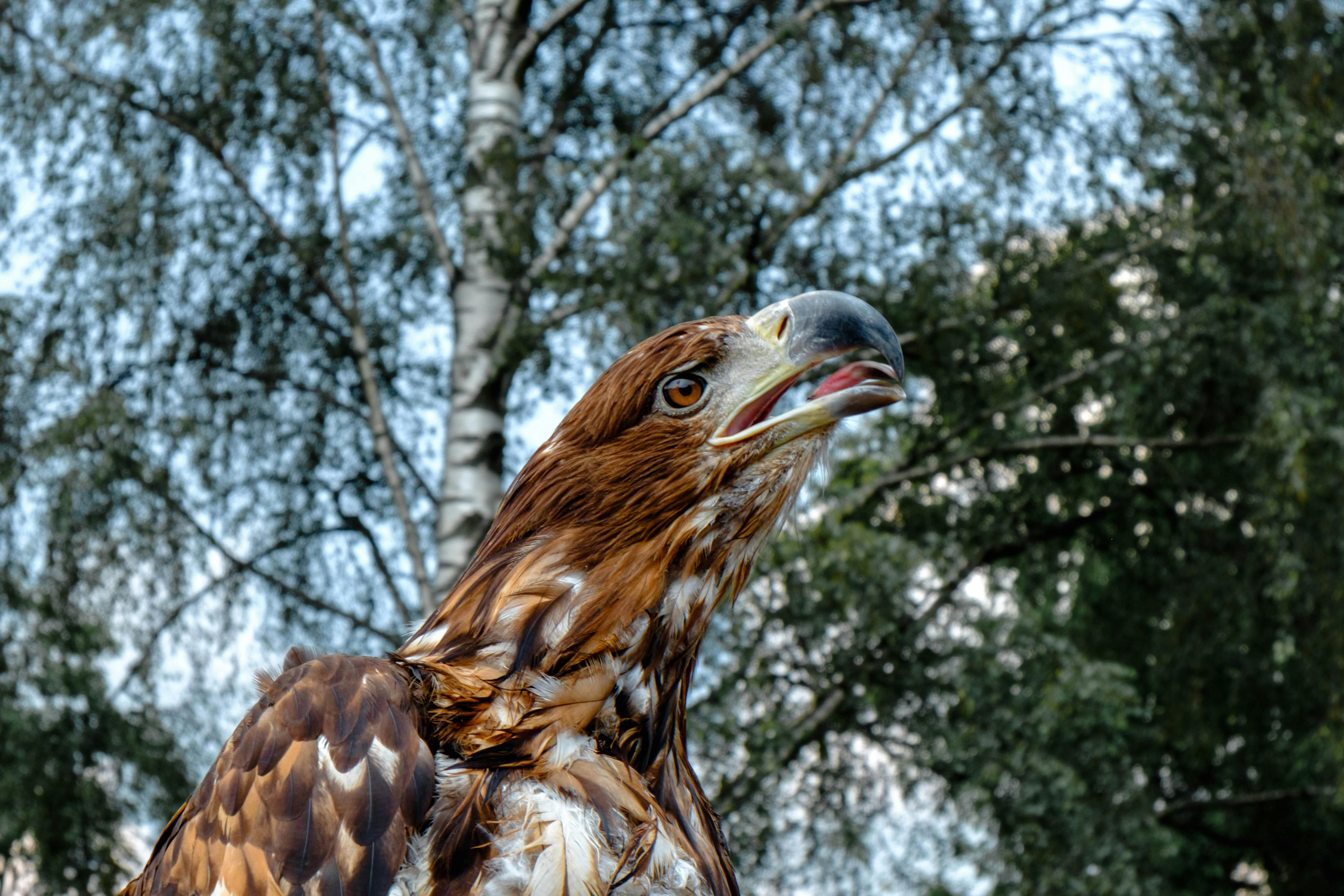 Brown Hawk · Free Stock Photo