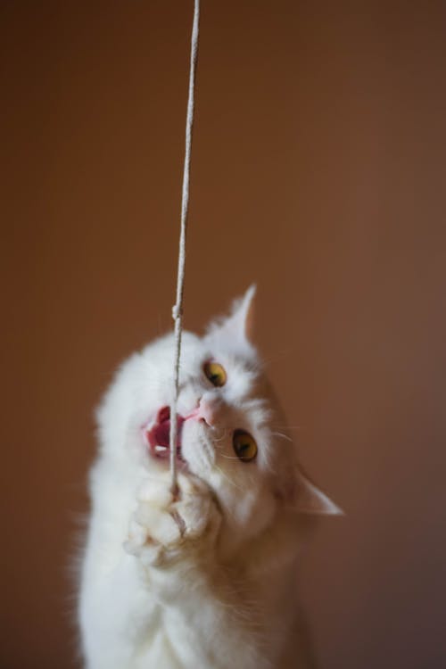 Základová fotografie zdarma na téma bílá kočka, indická kočka, kočičí oko