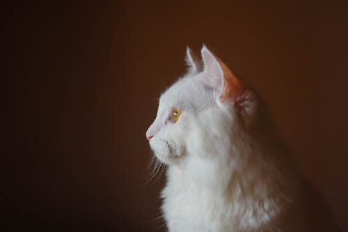 Close-Up Shot of a White Turkish Angora Cat on Brown Background