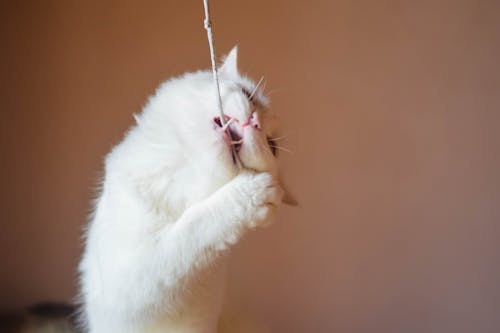 Fotobanka s bezplatnými fotkami na tému biela mačka, indická mačka, mačacie oko