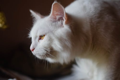 Foto profissional grátis de gato, gato branco, gato indiano