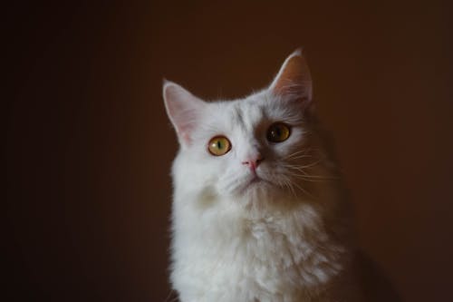 Δωρεάν στοκ φωτογραφιών με αξιολάτρευτος, άσπρη γάτα, γκρο πλαν