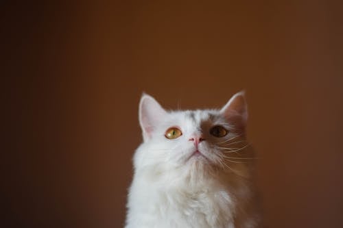 Ingyenes stockfotó állatfotók, aranyos, fehér macska témában Stockfotó