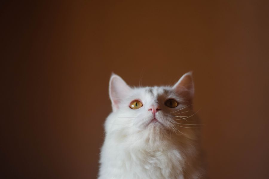 Close-up of a fluffy white Persian cat with striking eyes