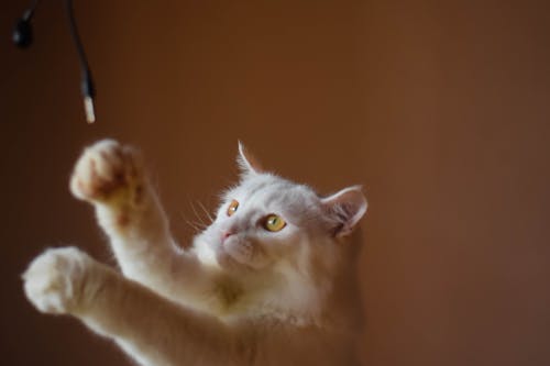 Foto profissional grátis de gato, gato branco, gato indiano