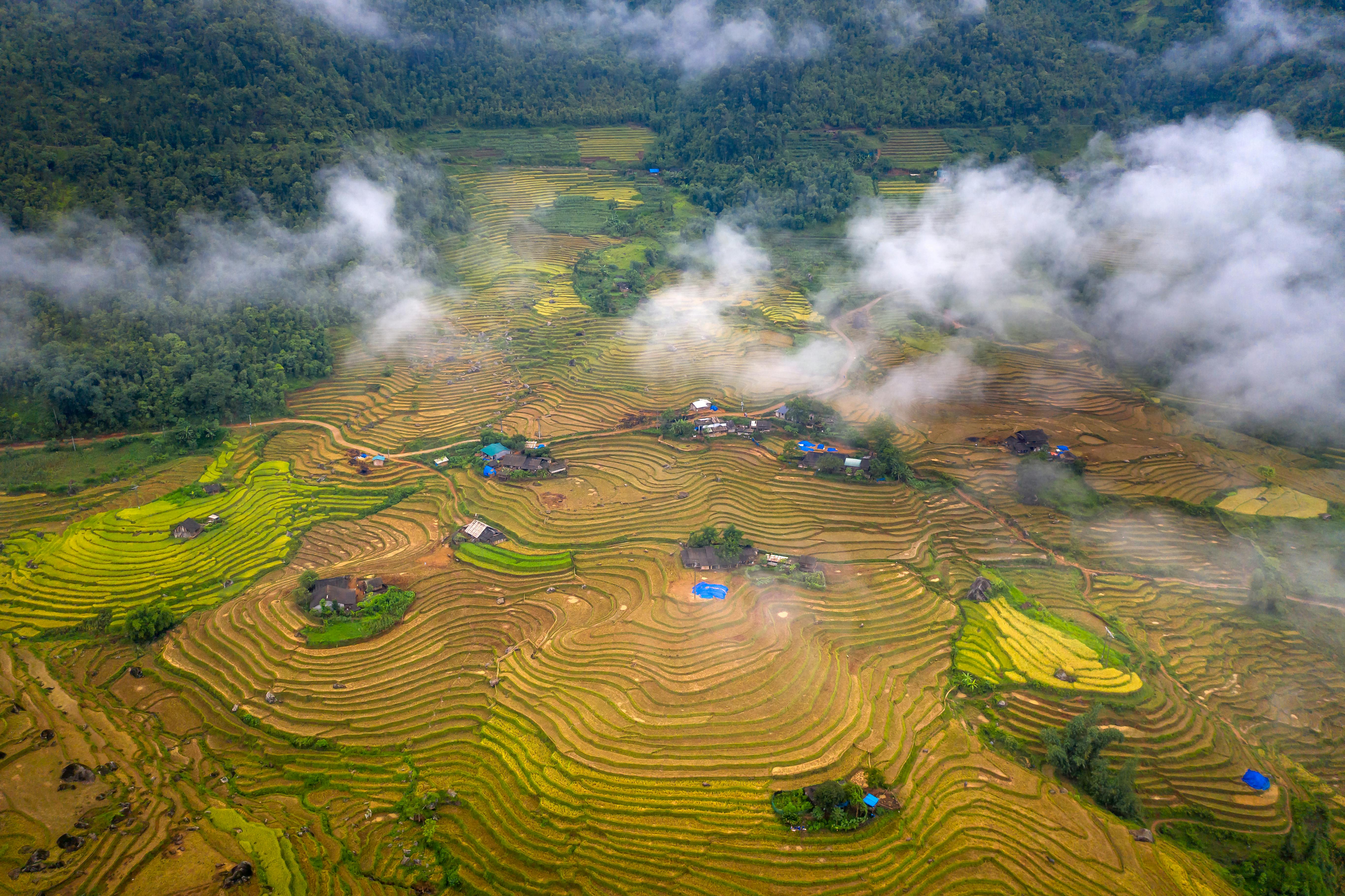 Miễn phí Ảnh lưu trữ miễn phí về cánh đồng xanh tươi, cảnh quay, cây xanh Ảnh lưu trữ