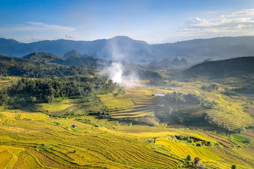 Foto profissional grátis de arrozais, campo agrícola, cultivo