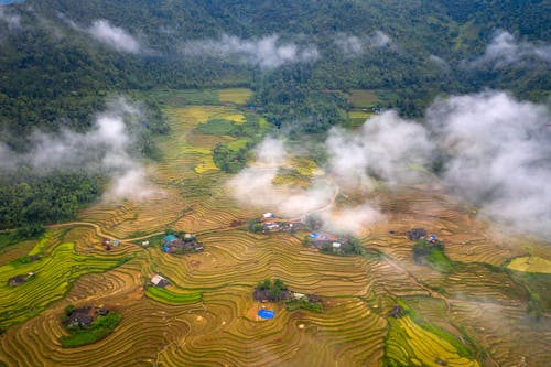 Aerial View of Rice Paddies