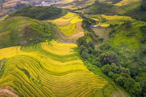 Aerial View of Croplands on Hills in Vietnam · Free Stock Photo