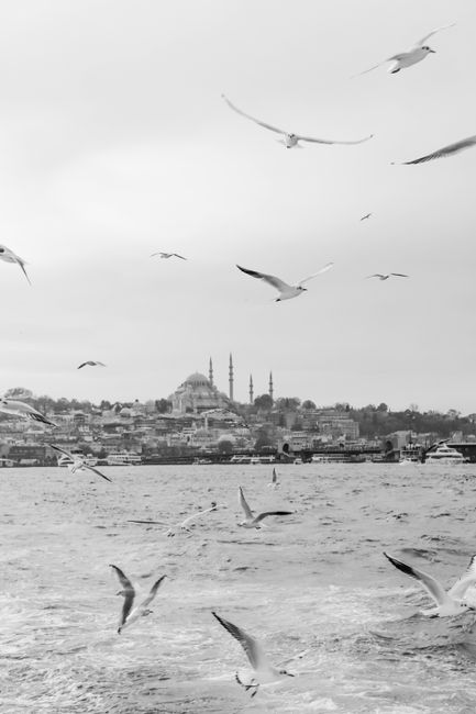 Black and white view of seagulls over Bosphorus Strait with Suleymaniye Mosque in Istanbul.
