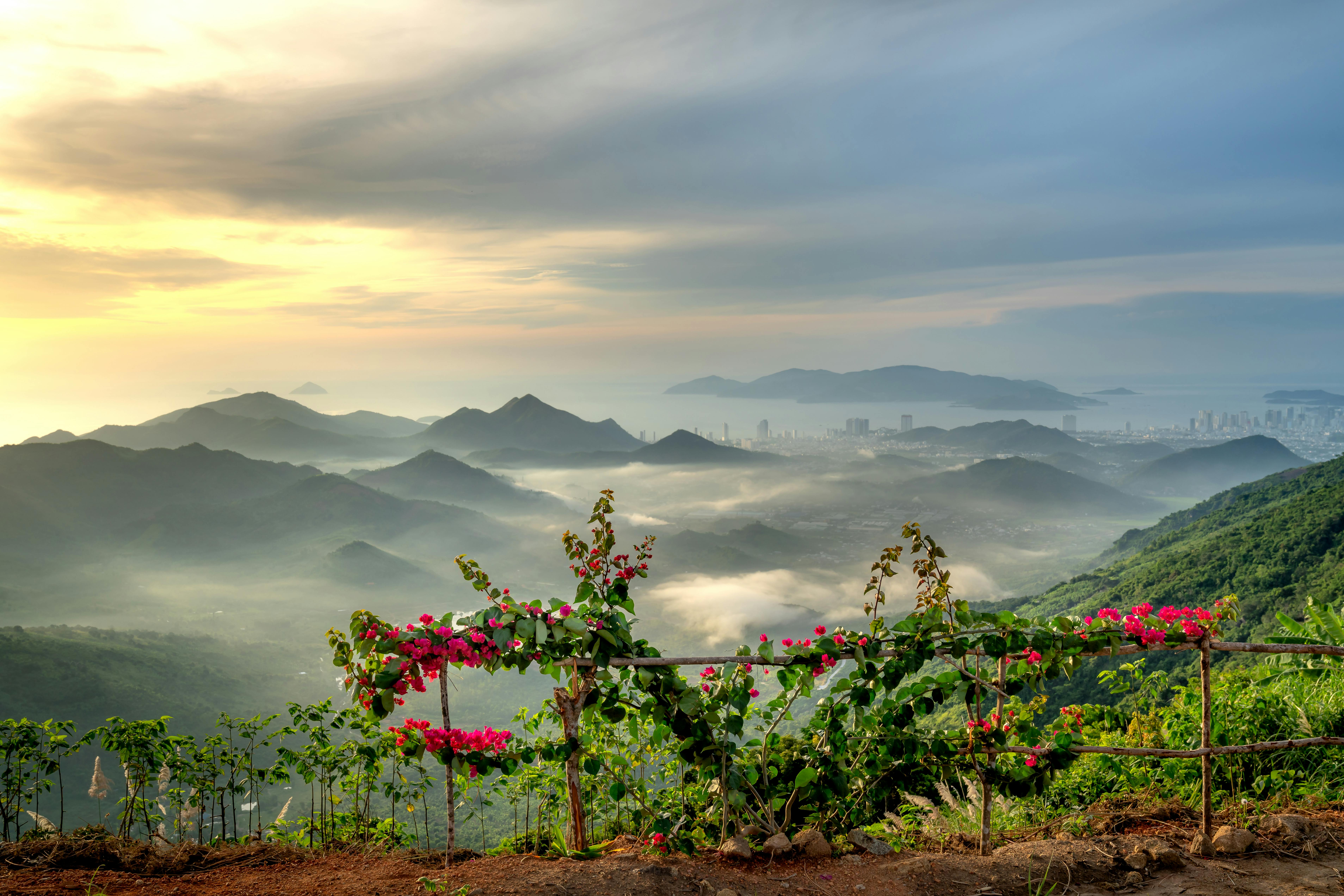 Vine Wallpaper Photos, Download The BEST Free Vine Wallpaper Stock