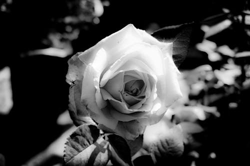 Free Grayscale Photo of Rose Flower Stock Photo