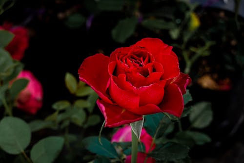 Close Up Photo a Red Rose in Bloom 