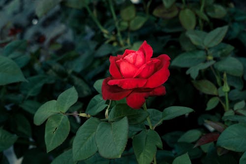 Close-Up Photography of Red Rose in Bloom