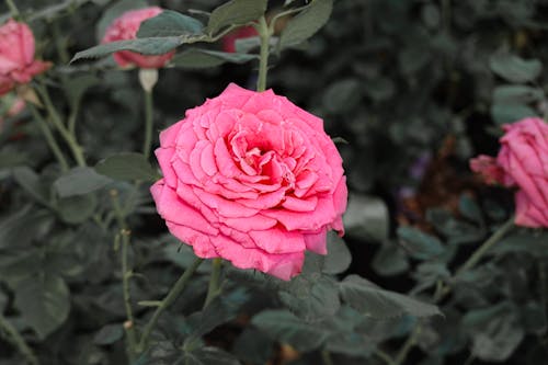 Beautiful Pink Roses in Bloom