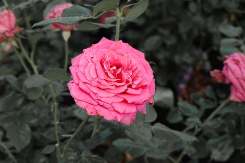 Free Close-up of a vibrant pink garden rose blooming outdoors with lush green leaves. Stock Photo