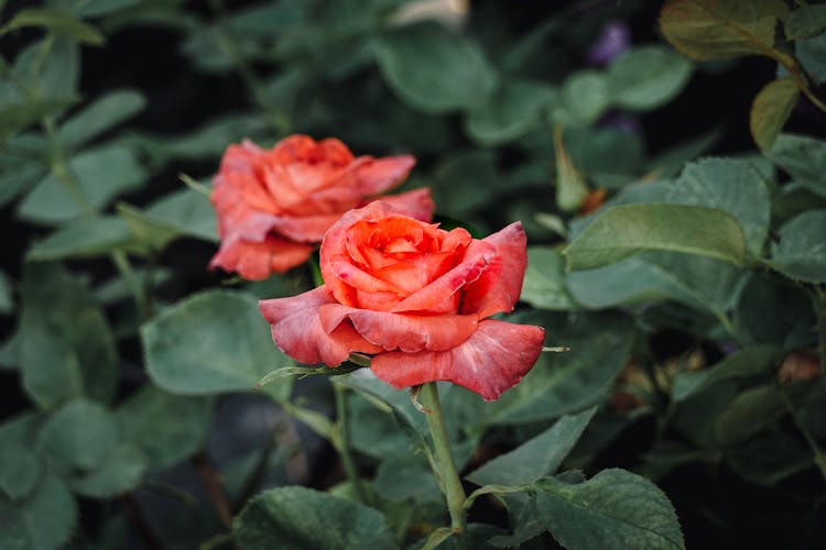 Withered Roses In Garden Close-Up Photo