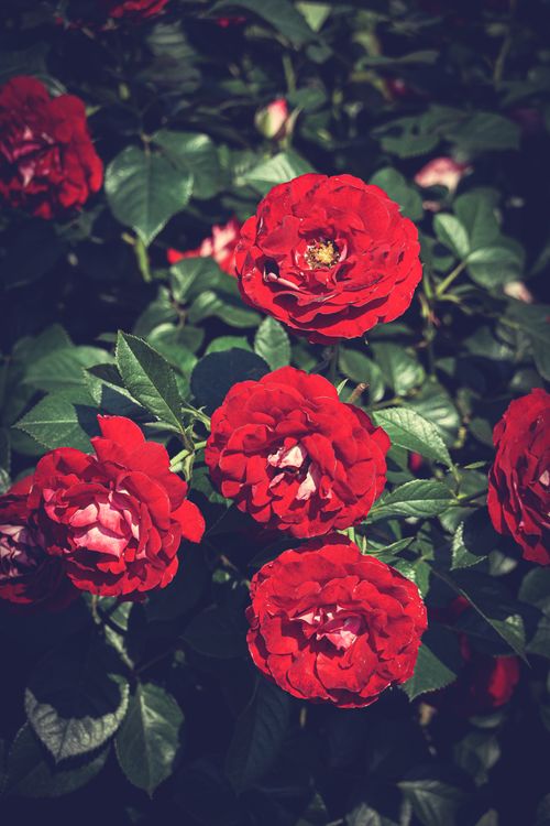 Free Close-up of vibrant red roses with lush green leaves in a sunlit garden. Stock Photo