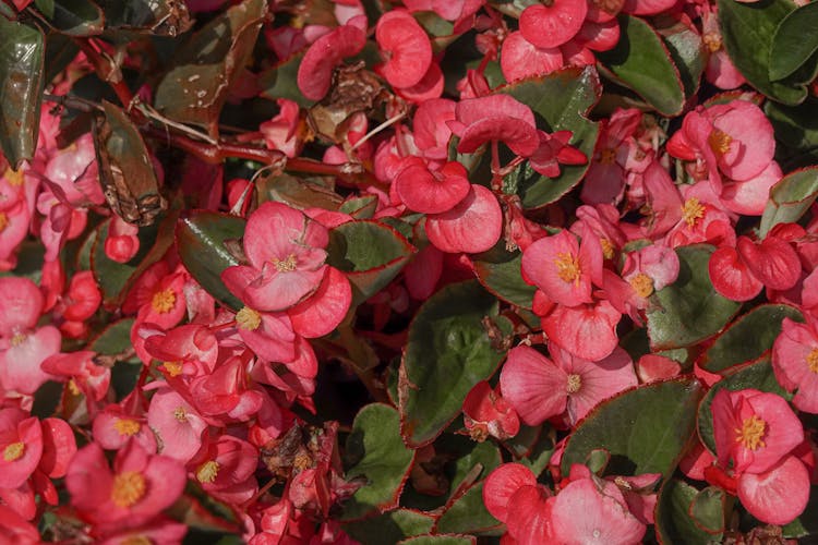 Close-Up Photo Of Begonia Plant