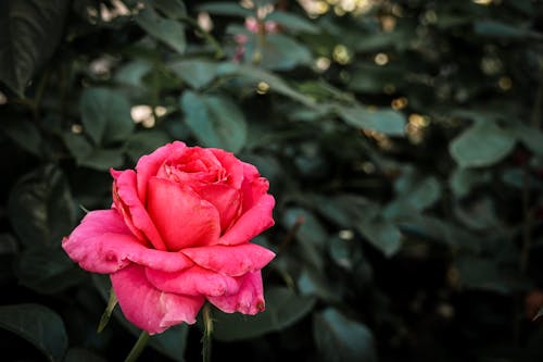 Close Up Photography of Pink Rose in Bloom