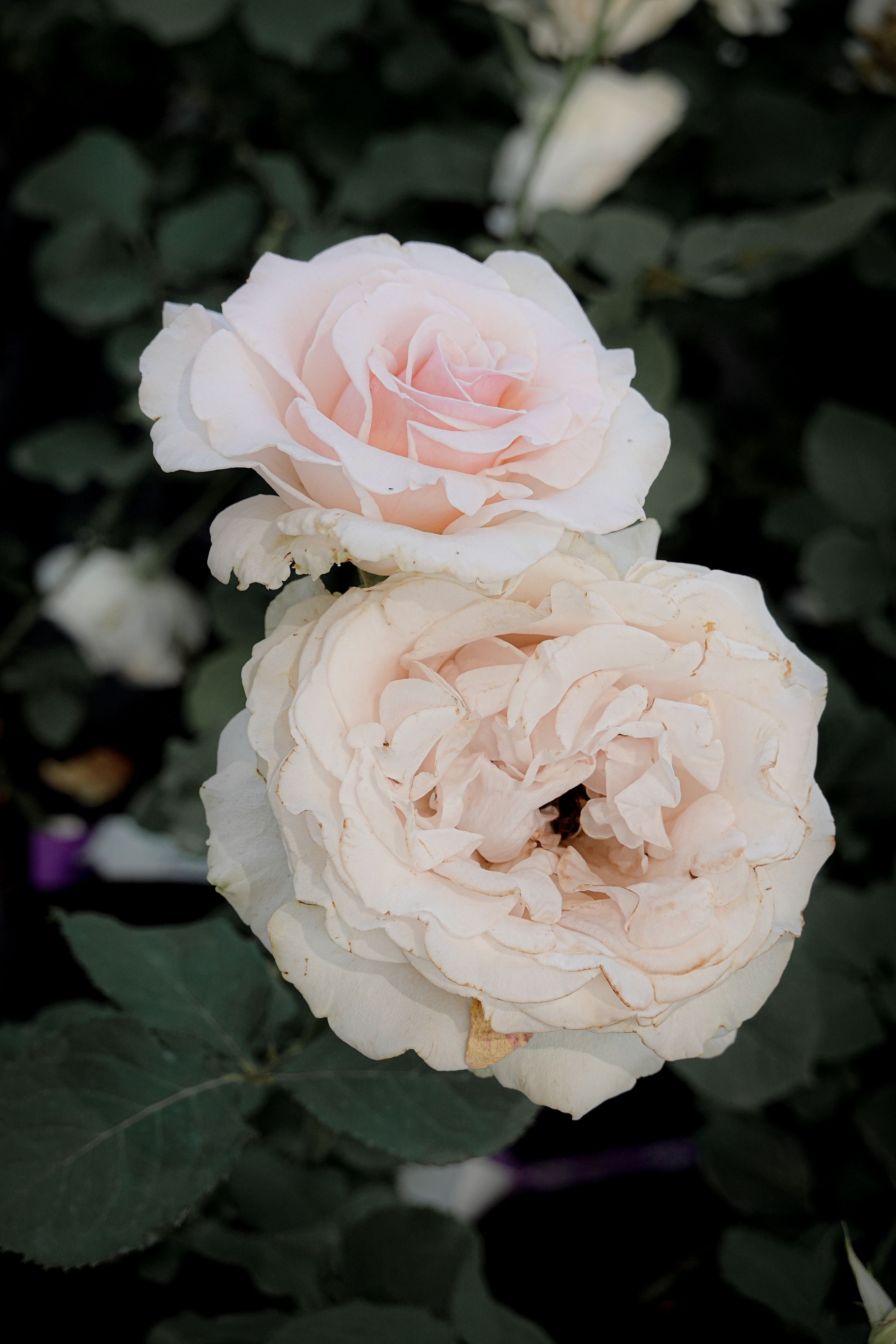 Close-Up Shot of Roses · Free Stock Photo