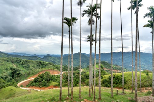 Landscape of a Green Valley behind Palm Trees 