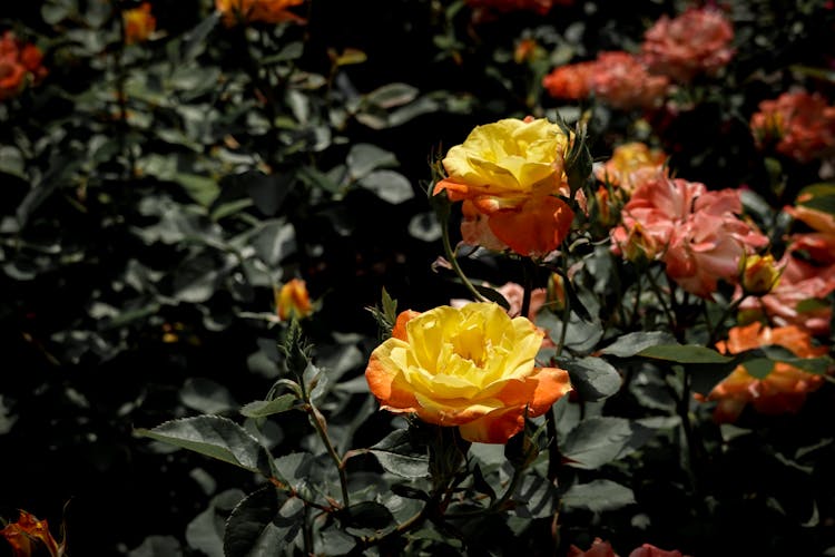 Withered Roses On Garden Close-Up Photo