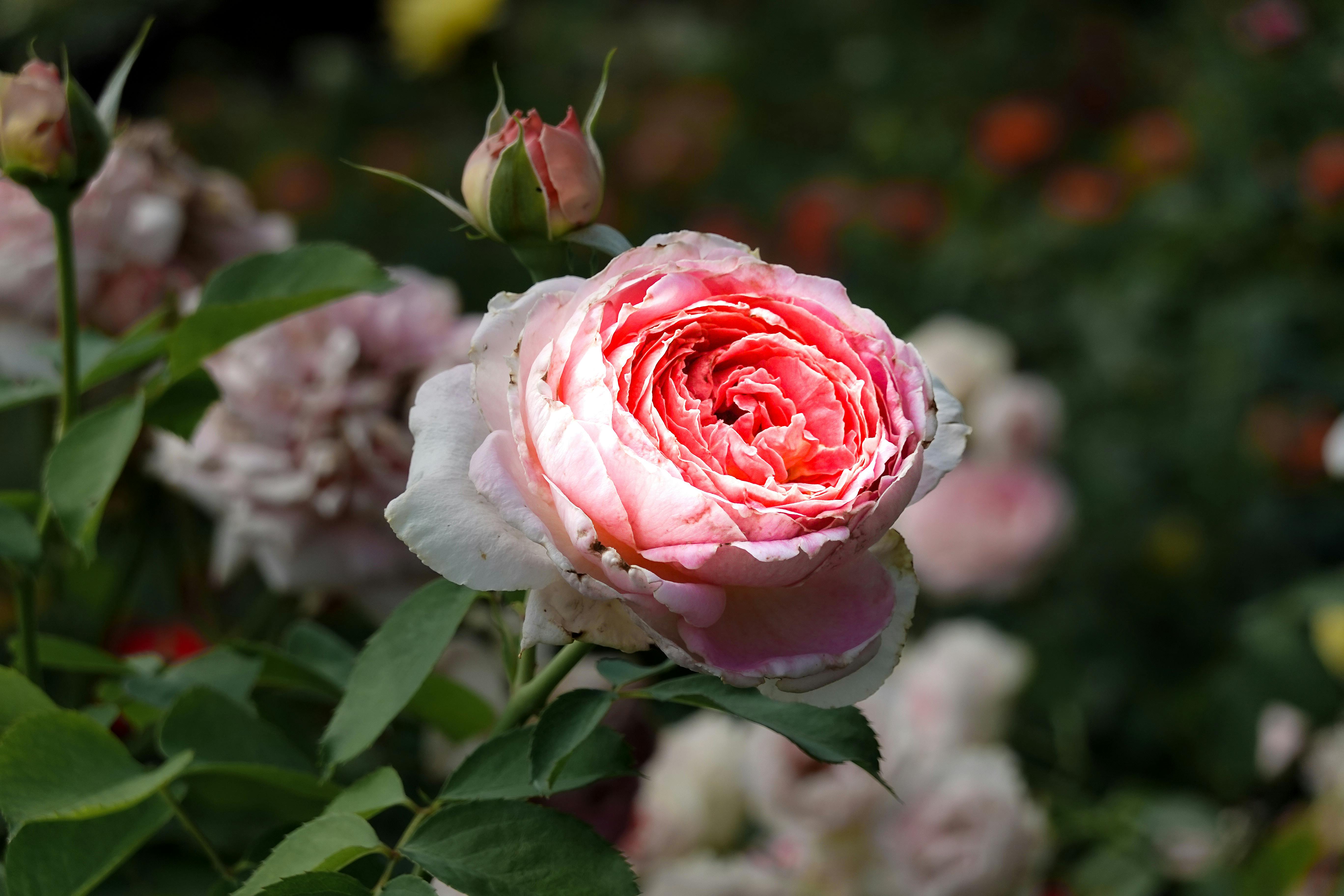 Pink Rose in Bloom · Free Stock Photo