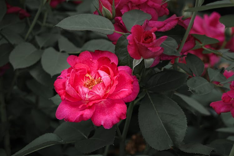 Beautiful Red Roses In Close Up Photography