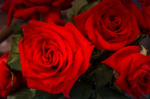 Red Roses in Close Up Photography