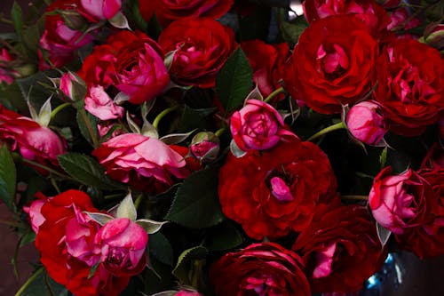 Delicate Red Roses in Close-Up Photo