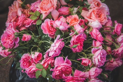 Pink Roses in Close-up Photography