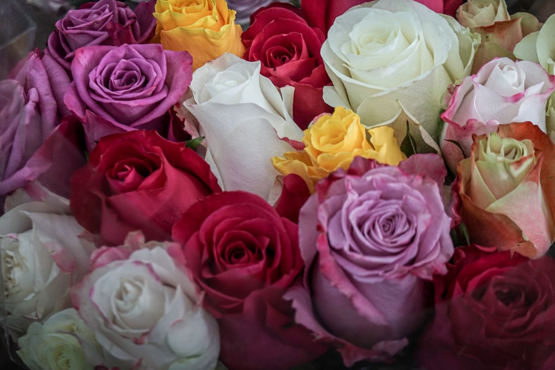 Close Up Shot of Roses in Bloom · Free Stock Photo