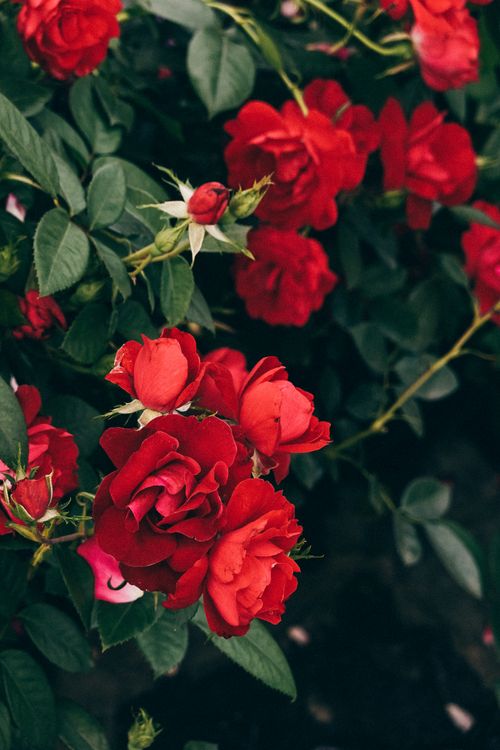 Free A beautiful close-up of vibrant red roses blooming, capturing their natural elegance and color. Stock Photo