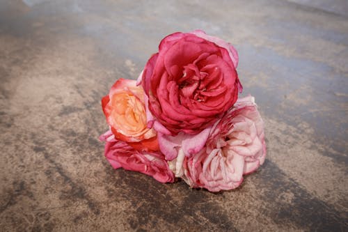 ピンクの花, フローラ, 庭のバラの無料の写真素材