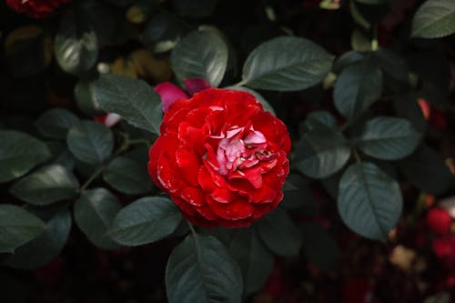 Red Rose on a Shrub 
