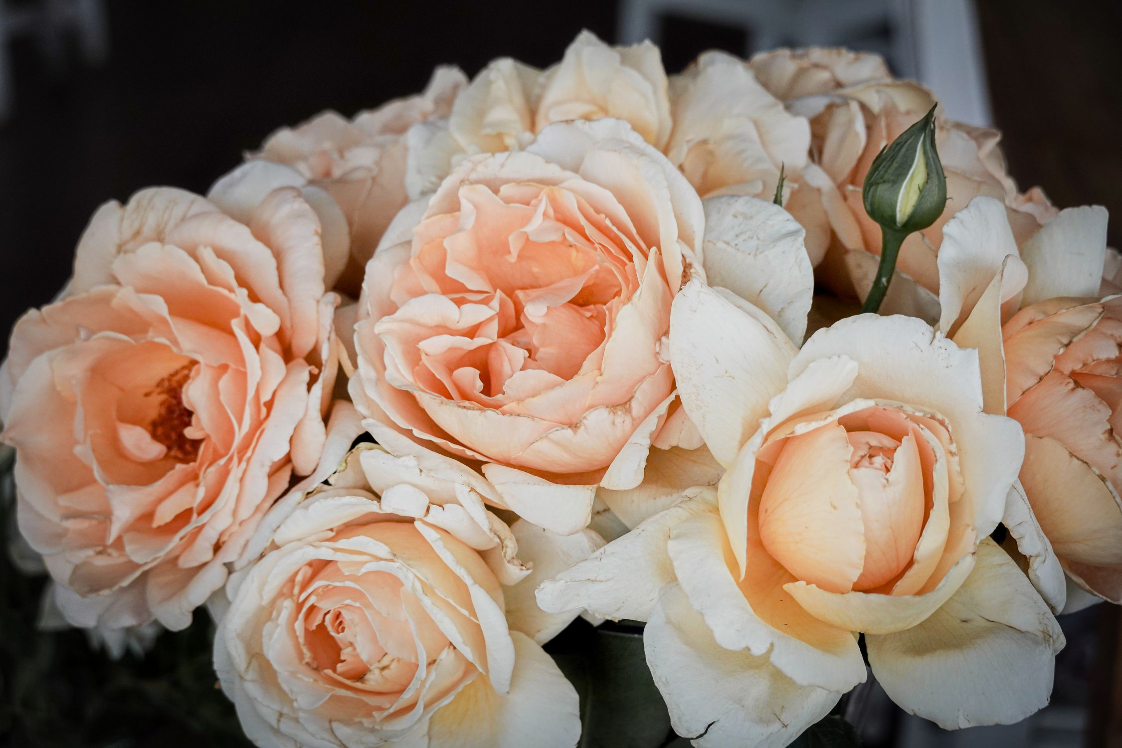 Bouquet of Beige Roses · Free Stock Photo