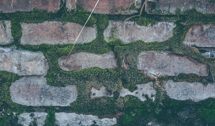 Moss Growing Between Pavement Stones