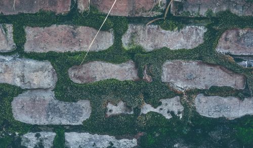 Free Close-up of a moss-covered brick wall showcasing natural growth and texture. Stock Photo