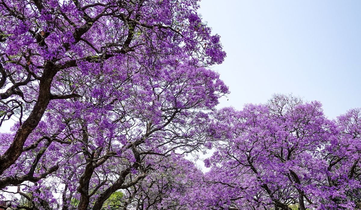 Jacaranda trees in full bloom over a quiet avenue – the southern African spring