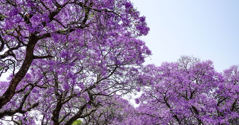 Jacaranda trees in full bloom over a quiet avenue – the southern African spring